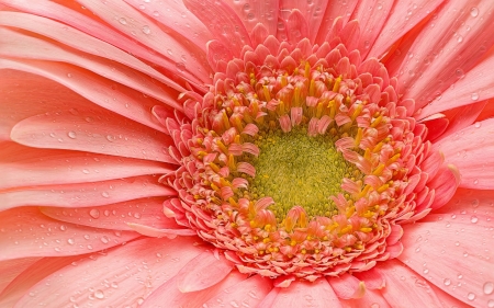 Gerbera - skin, macro, flower, pink, gerbera