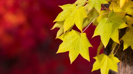 ~Leaves~ - leaves, nature, leaf, ok