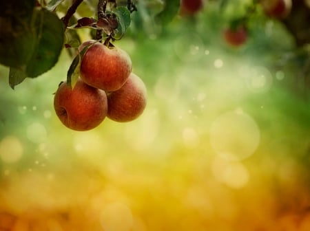 Apples in Autumn - garden, shine, freshness, blossom, season