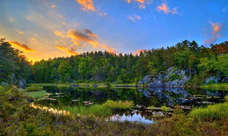 Forest Lake - nature, lake, tree, forest