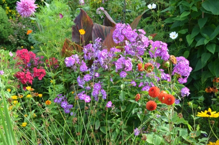 Summer Flowers - phlox, blossoms, petals, leaves, plants