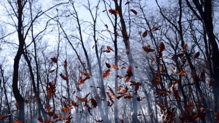 Falling For Fall - fall, trees, autumn, forest, woods, leaves