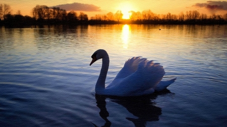 SWAN - wings, water, feathers, waves