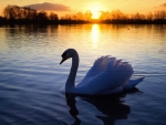 SWAN