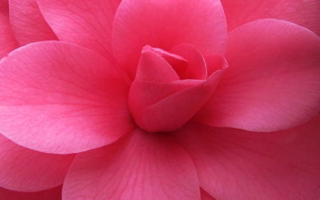 FLOWER - flower, petals, pink, nature