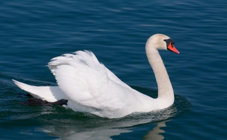 SWAN - wings, feathers, water, waves