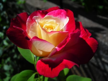 ROSE - red, leaves, petals, green