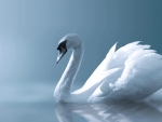 SWAN