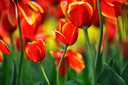 TULIPS - leaves, stems, petals, colors