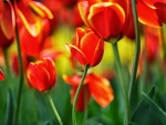 TULIPS