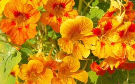 PETUNIAS - leaves, stems, petals, colors