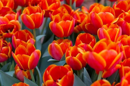 TULIPS - leaves, orange, petals, green