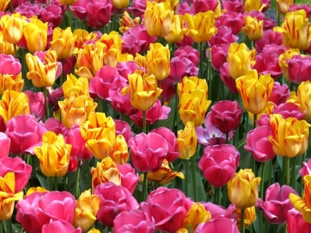 TULIPS - leaves, stems, petals, colorful