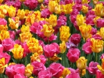 TULIPS