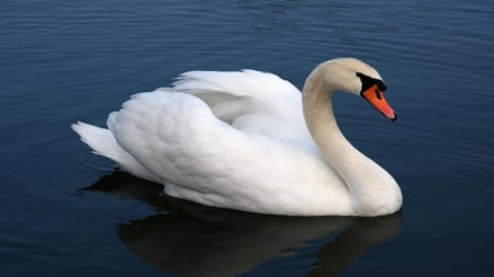 SWAN - wings, feathers, water, colors