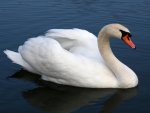 SWAN