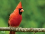 CARDINAL