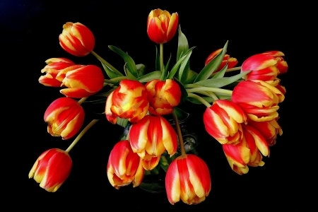 TULIPS - leaves, orange, yellow, petals