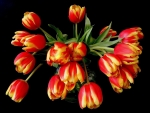 TULIPS