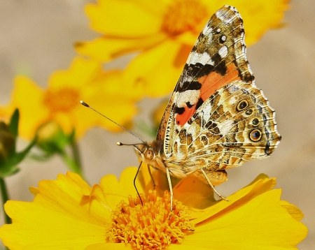 BUTTERFLY - WINGS, COLORS, FLOWERS, PETALS