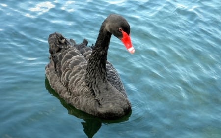 SWAN - wings, feathers, water, waves