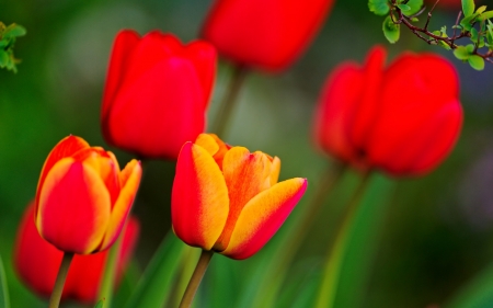 TULIPS - orange, stems, petals, green