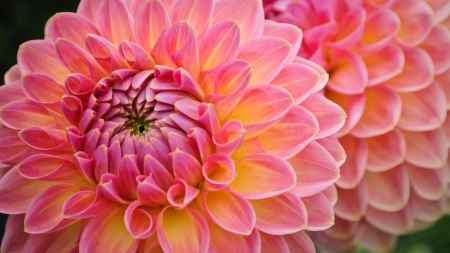 DAHLIAS - yellow, petals, pink, nature