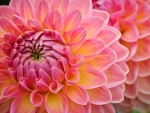 DAHLIAS