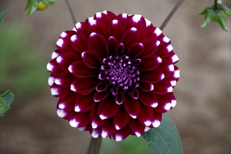 DAHLIA - leaves, petals, colors, stem