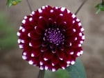 DAHLIA