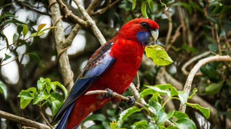 PARROT - wings, leaves, feathers, branches