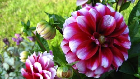 CHRYSANTHEMUMS - leaves, petals, nature, colors