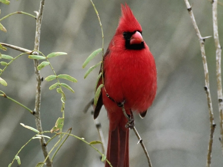 CARDINAL - wings, leaves, feathers, branches