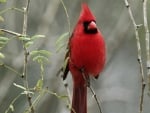 CARDINAL