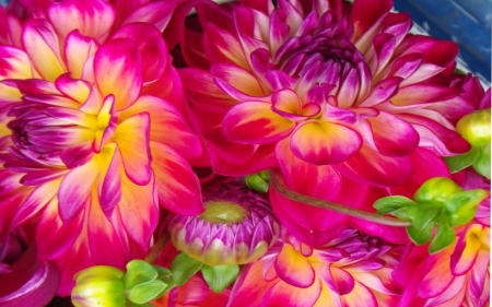 DAHLIAS - leaves, design, colors, petals