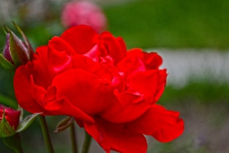 ROSE - leaves, stems, petals, colors