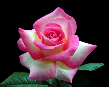 ROSE - NATURE, COLORS, LEAVES, PETALS