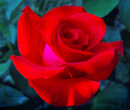 ROSE - leaves, green, petals, red