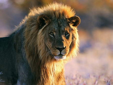 LEO THE LION - nature, big, mane, cat