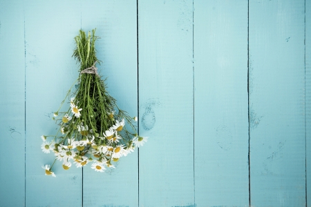 ♥ - daisies, flowers, photography, soft