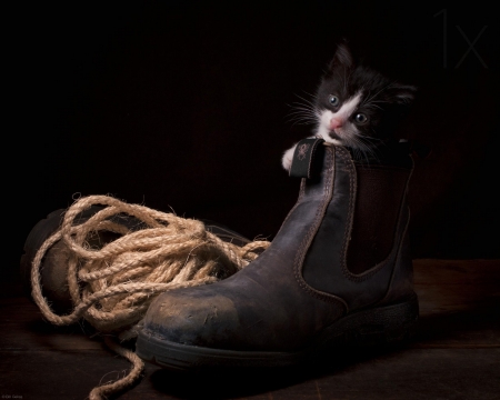 Kitten in a shoe - ben torode, rope, cat, animal, cute, pisica, shoe, kitten