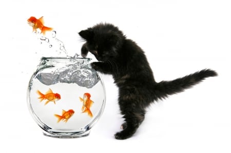 Come to me! - water, summer, aquarium, orange, cat, black, pisica, animal, kitten, paw, cute, splash, golden, fish, vara