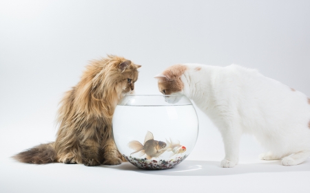 Hey! Come out and breathe! - summer, funny, water, cat, ben torode, white, pisica, fish, aquarium, vara, couple