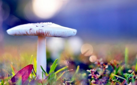 Mushroom - flowers, mushroom, plants, nature