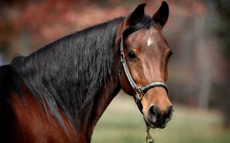 Bay Horse Head Shot  - artwork, beautiful, photography, photo, horse, wide screen, equine, head, animal, painting, art, bay