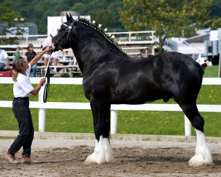 World's Largest Horse FC - animal, draft, photography, equine, horse, wide screen, photo, beautiful