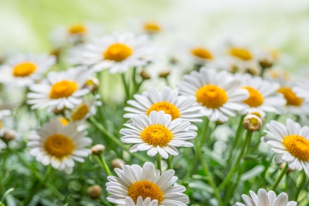 ♥ - daisies, flowers, field, nature