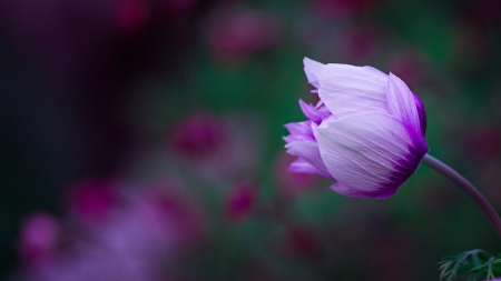 Anemone - nature, purple, flower, pink