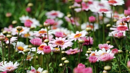 Daisies - flowers, meadow, nature, summer