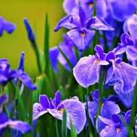 Blue Irises